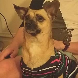 Meet your Posher, Vincent